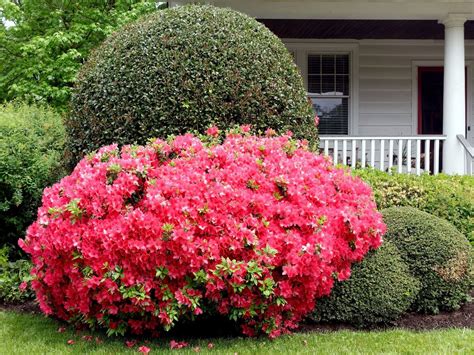 azuleas|azalea voor buiten.